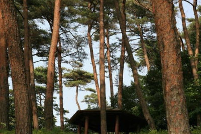 Anmyeondo Island Recreational Forest  (1/24)