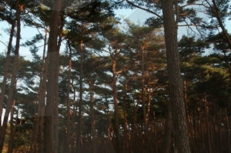 Anmyeondo Island Recreational Forest  (9/24)
