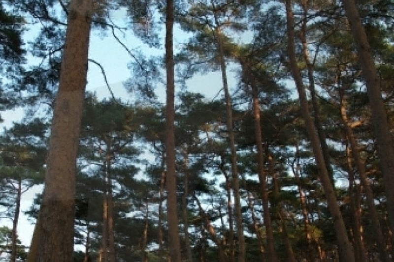 Anmyeondo Island Recreational Forest  (10/24)