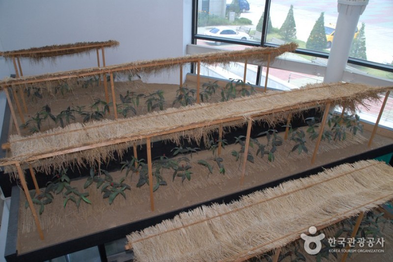 Geumsan Ginseng Museum  (7/20)