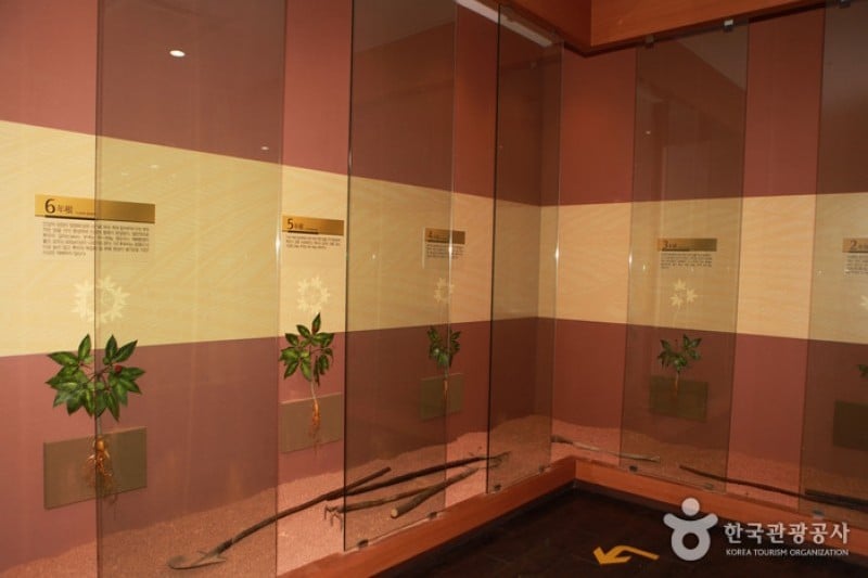 Geumsan Ginseng Museum  (12/20)