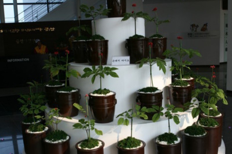 Geumsan Ginseng Museum  (18/20)