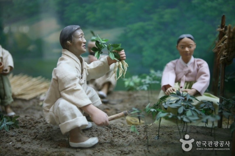 Geumsan Ginseng Museum  (19/20)