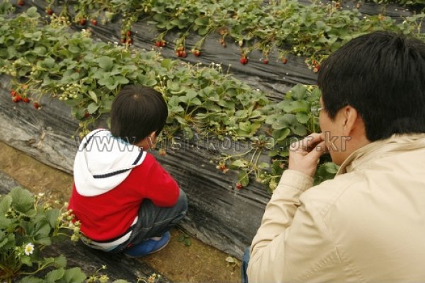 Nonsan Strawberry Festival