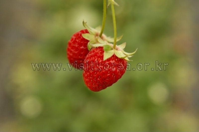 Nonsan Strawberry Festival  (1/5)