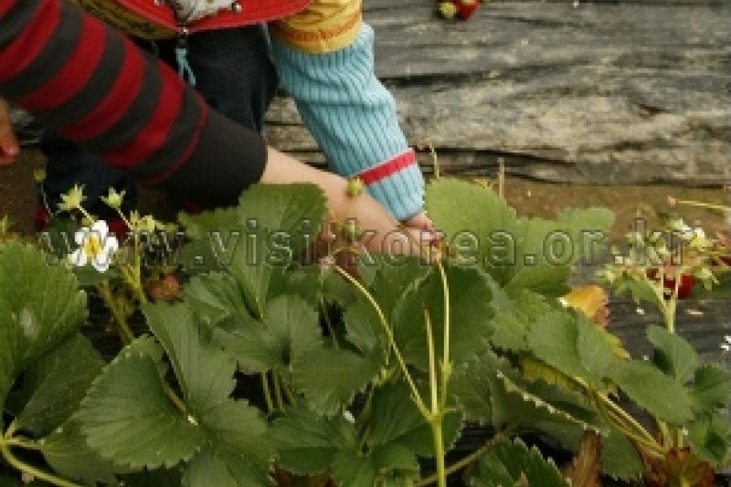 Nonsan Strawberry Festival  (2/5)