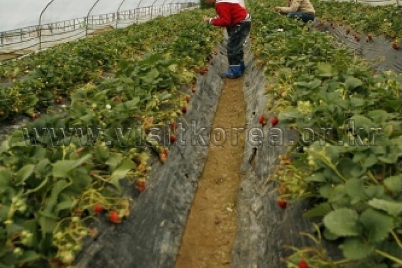 Nonsan Strawberry Festival  (3/5)