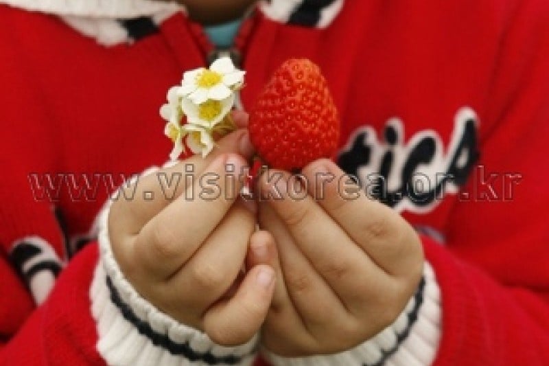 Nonsan Strawberry Festival  (4/5)