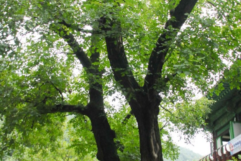 Gwangdeoksa Temple  (4/26)
