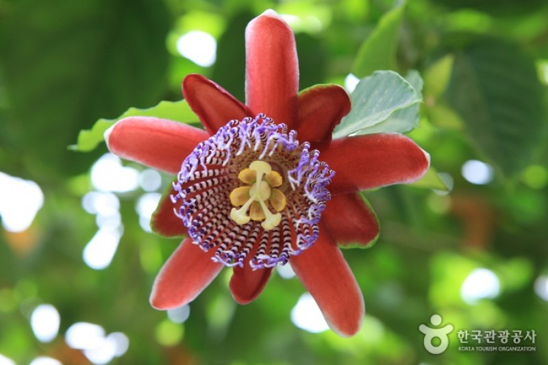 Asan Botanical Garden  (23/31)