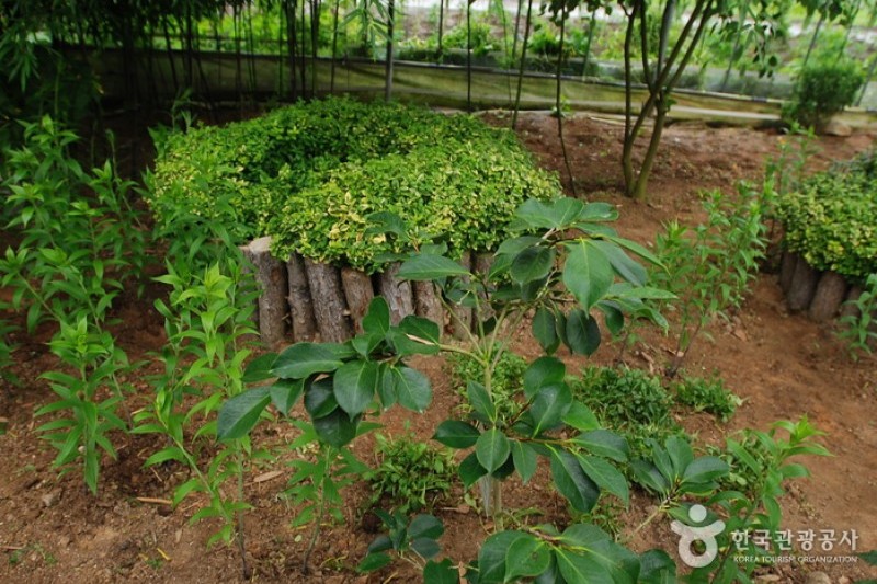 Asan Botanical Garden  (28/31)