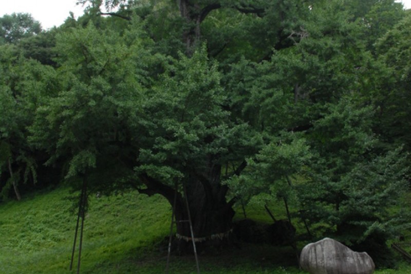 Boseoksa Temple  (9/21)