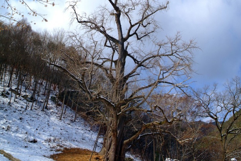 Boseoksa Temple  (21/21)