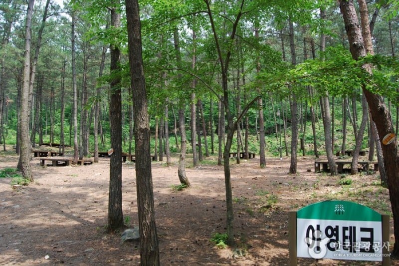 Huirisan Pine Tree Recreational Forest  (4/4)