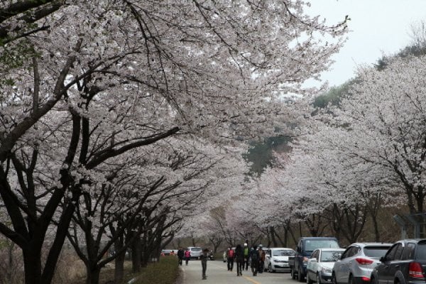 Silk Town Mountain Cherry Blossom Festival
