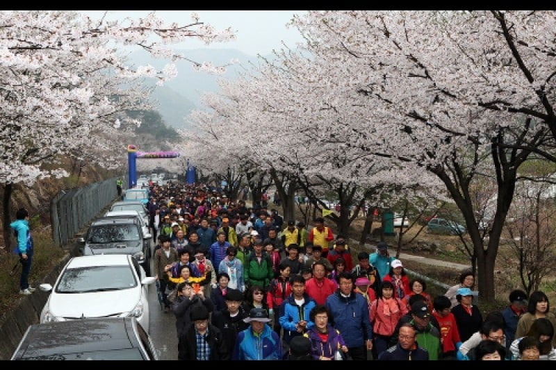 Silk Town Mountain Cherry Blossom Festival  (1/3)