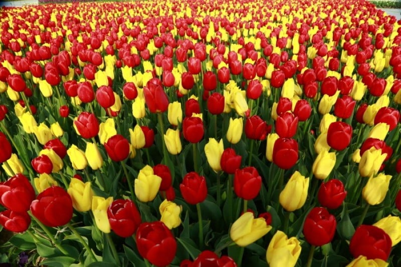 Taean Tulip Festival  (1/18)