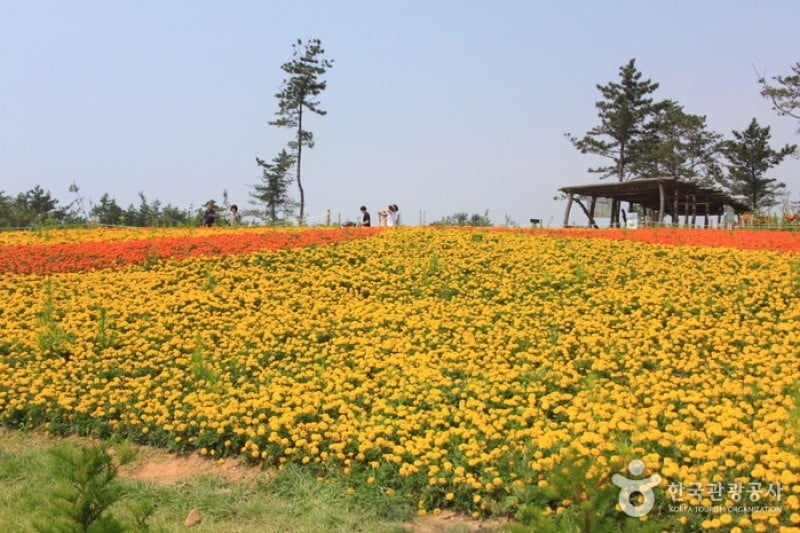 Taean Tulip Festival  (2/18)