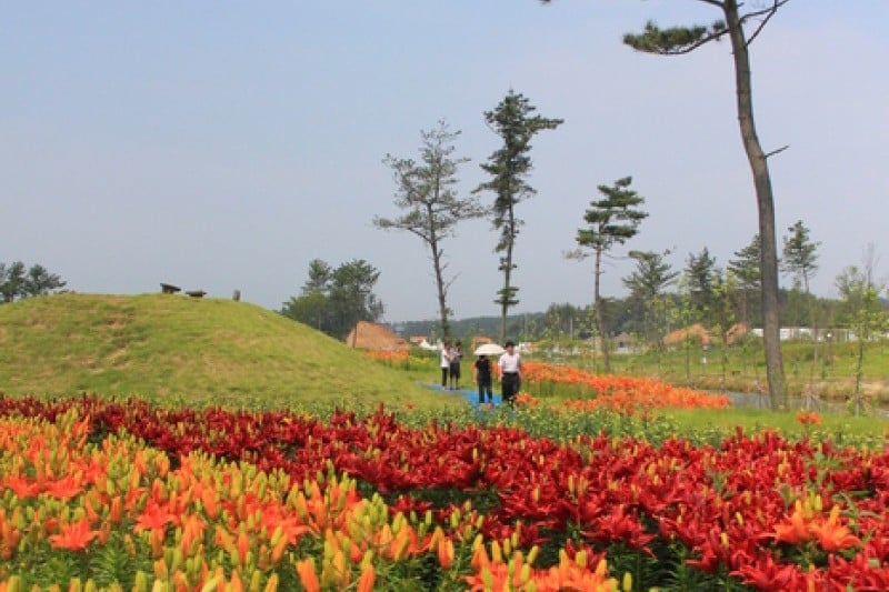 Taean Tulip Festival  (3/18)