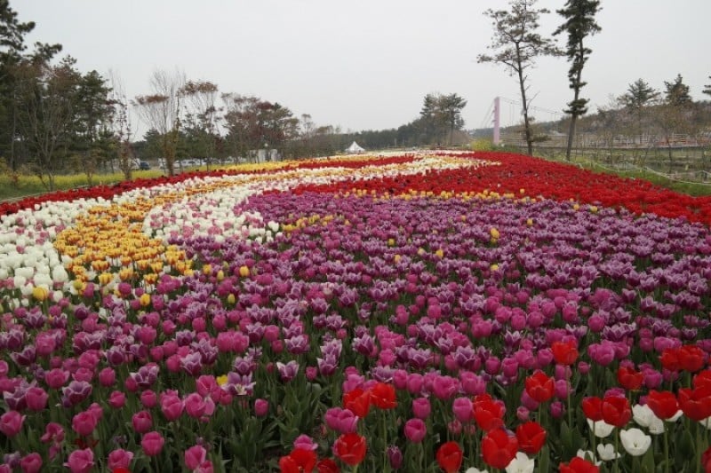Taean Tulip Festival  (5/18)