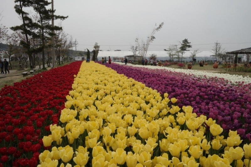 Taean Tulip Festival  (6/18)