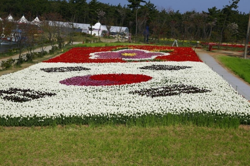 Taean Tulip Festival  (7/18)