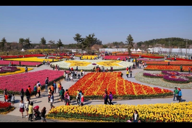 Taean Tulip Festival  (8/18)