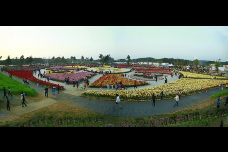 Taean Tulip Festival  (10/18)
