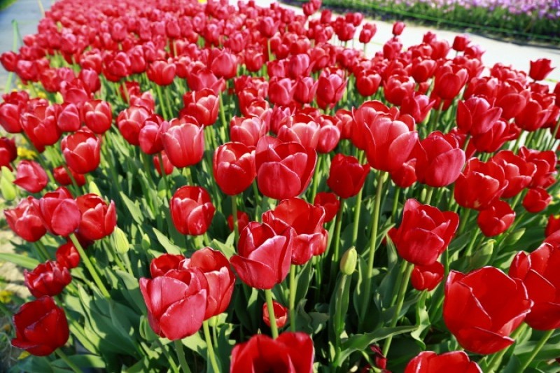Taean Tulip Festival  (11/18)