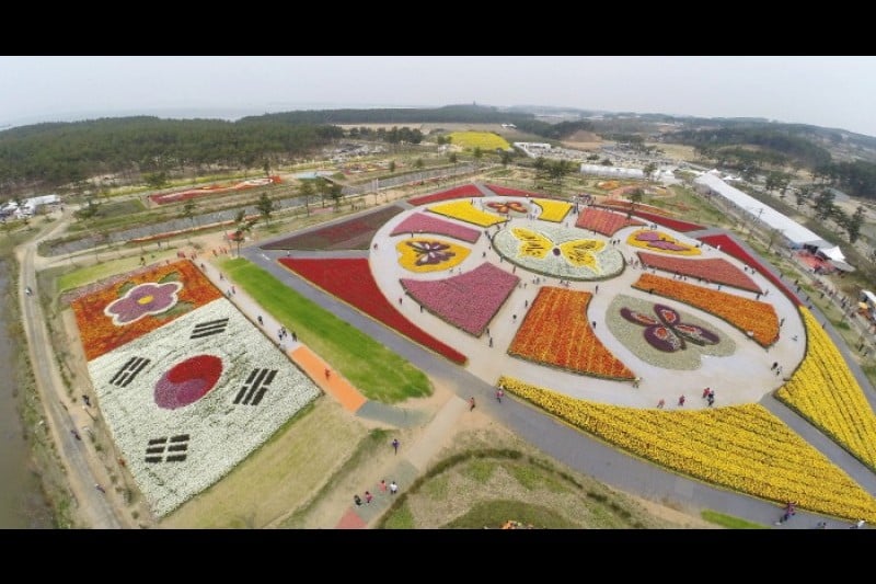 Taean Tulip Festival  (12/18)