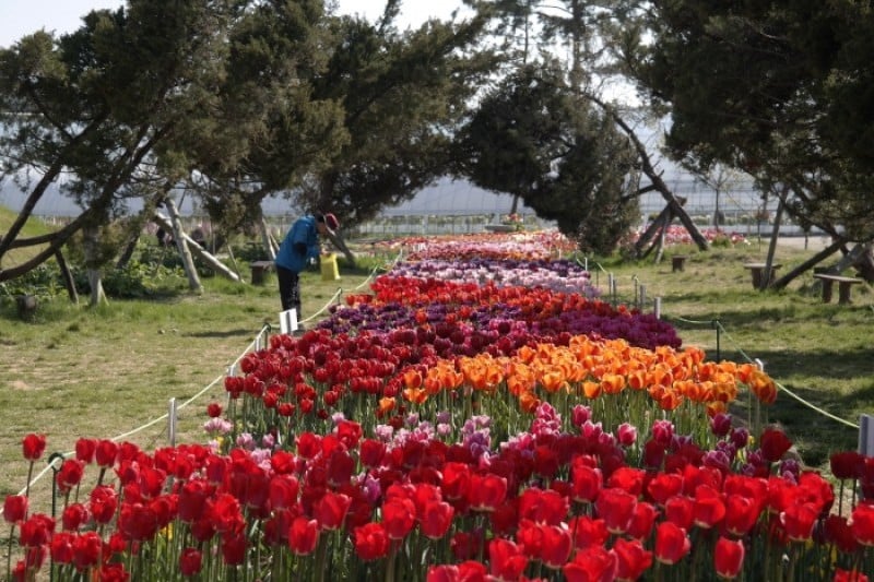 Taean Tulip Festival  (13/18)