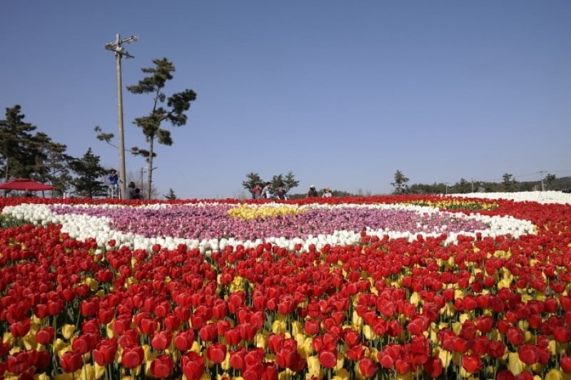 Taean Tulip Festival  (14/18)