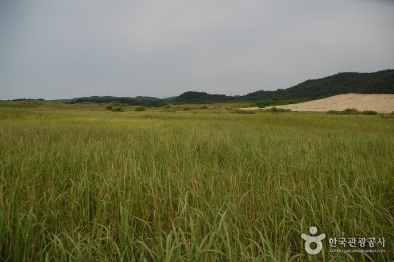 Sinduri Coastal Sand Dune  (6/13)