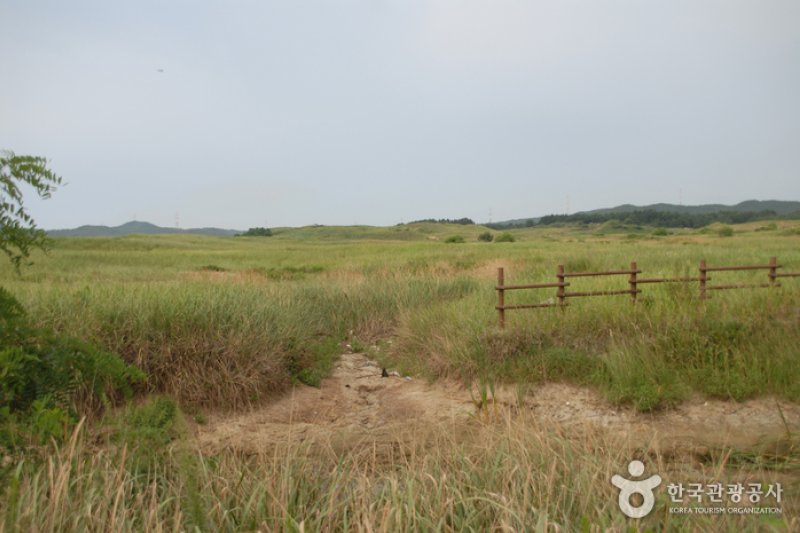Sinduri Coastal Sand Dune  (8/13)