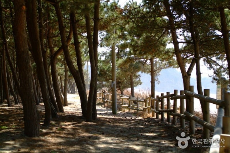 Anmyeon Beach  (3/4)