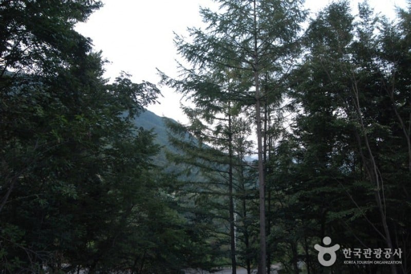 Daedunsan Recreation Forest  (17/25)