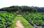 Green Rich Farm 