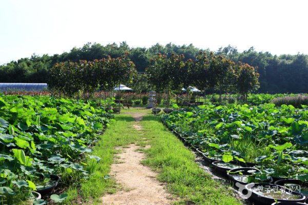 Green Rich Farm