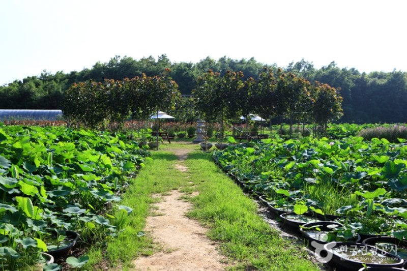 Green Rich Farm  (1/9)