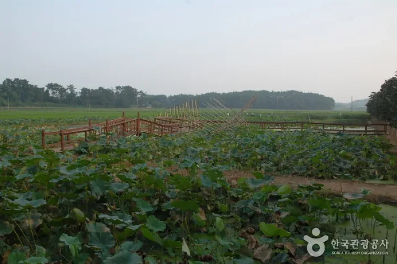 Green Rich Farm  (4/9)