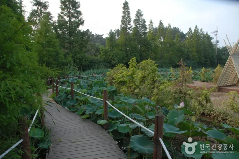 Green Rich Farm  (8/9)