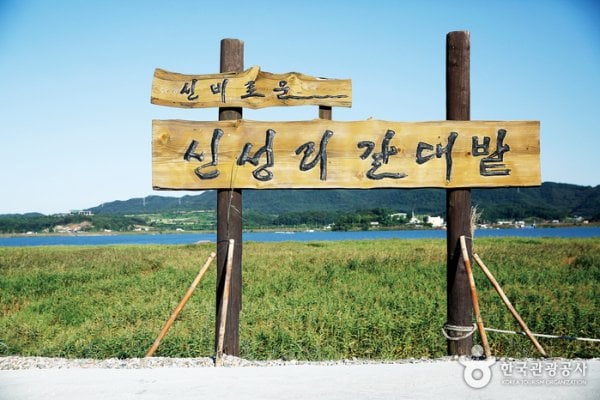 Sinseong-ri Reed Field