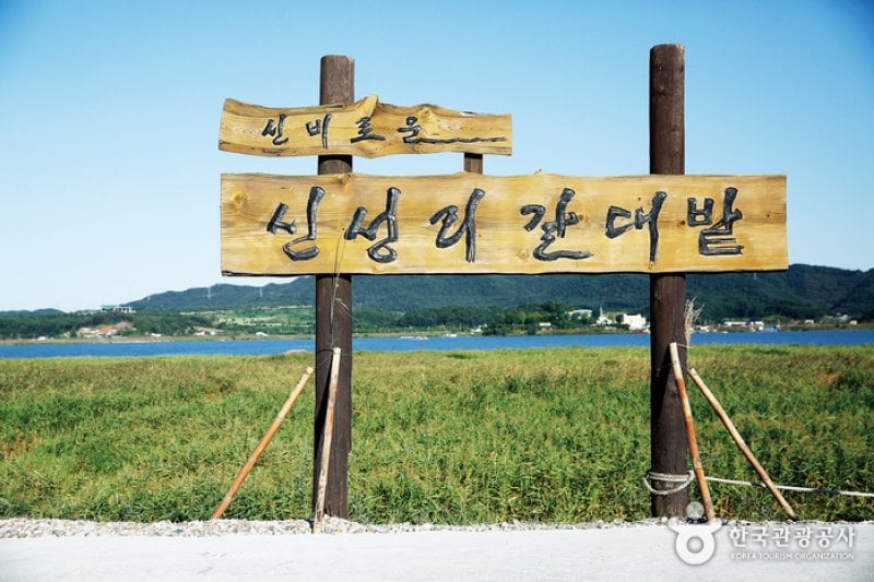 Sinseong-ri Reed Field  (1/19)