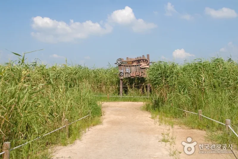 Sinseong-ri Reed Field  (3/19)