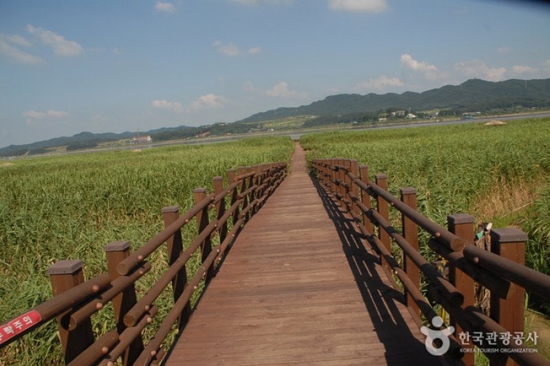 Sinseong-ri Reed Field  (6/19)