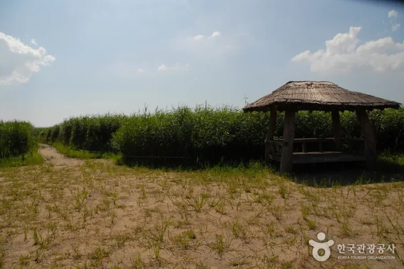 Sinseong-ri Reed Field  (8/19)
