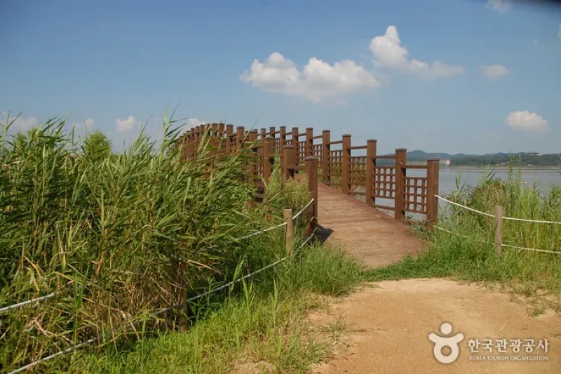 Sinseong-ri Reed Field  (9/19)