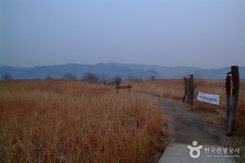 Sinseong-ri Reed Field  (13/19)