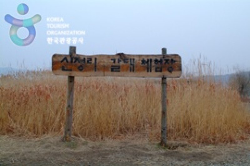 Sinseong-ri Reed Field  (15/19)