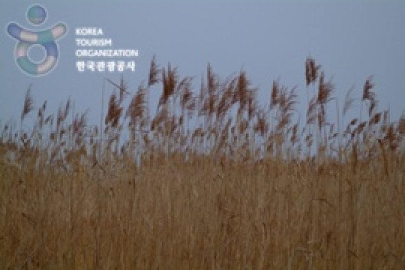Sinseong-ri Reed Field  (16/19)